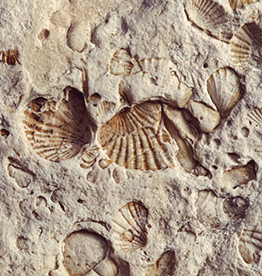 seashell imprints in concrete